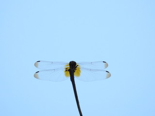 Silhouette Dragonfly perched on a reed