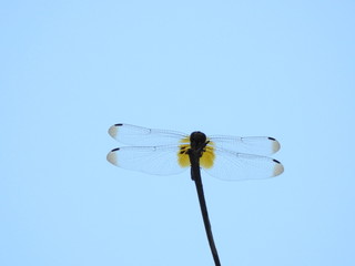 Silhouette of A dragonfly perched on a stalk