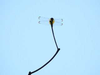 Silhouette of A dragonfly perched on a stalk