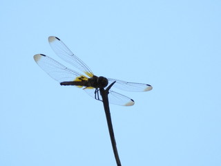 Silhouette Dragonfly perched on a reed