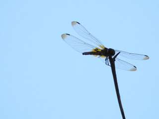 Silhouette of A dragonfly perched on a stalk