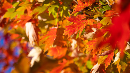 Naklejka na ściany i meble Autumn Leaves