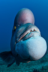 Bump Head Asian Sheepshead Wrasse with Large Forehead and Chin Swimming Underwater in Japan