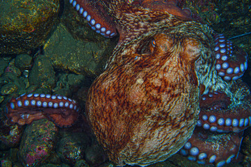 Giant Octopus in Toyama Bay, Japan