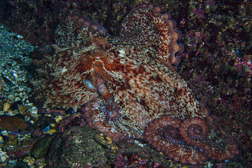 Giant Octopus in Toyama Bay, Japan