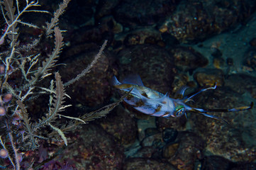 Squid Underwater