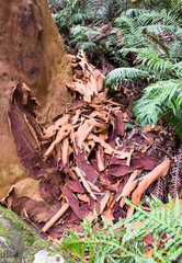 Colourful tree bark, Australia