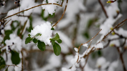 Winter Snow