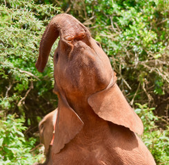 Young elephant playing with his trunk.  Nairobi National Park, Kenya.  (Loxodonta africana)
