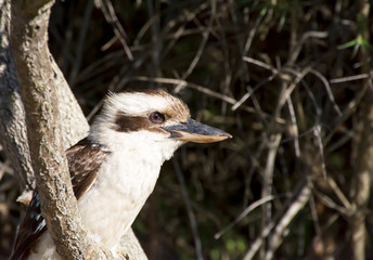 Kookaburra, Sydney Australia