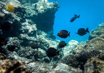 Naklejka na ściany i meble Underwater Paradise, Hawaii