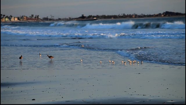 Shorebirds at Sunset 3