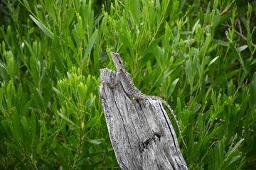 Iguana