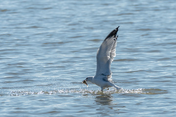 seagull in flight