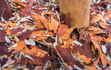 Colourful tree bark, Australia