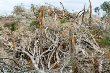 Forest after the tornado. Fallen trees in the forest after a storm, Royal National Park Australia