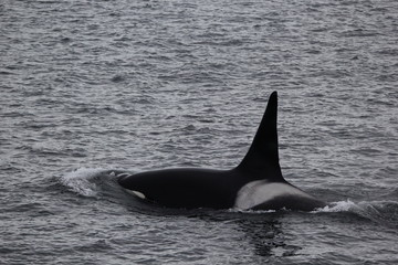 Type A Killer Whales in Antarctica