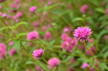 Obraz premium flowers in the garden
