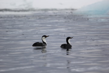 Ducks in Antarctica