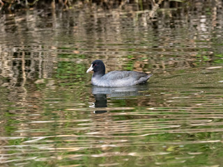 Black Eurasian coot swimming in a river 5