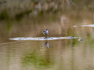 White wagtail on Tama River Bank 2