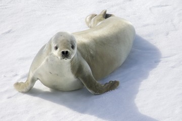 Obraz premium Crabeater Seal