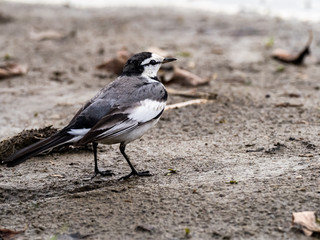 White wagtail on Tama River Bank 4