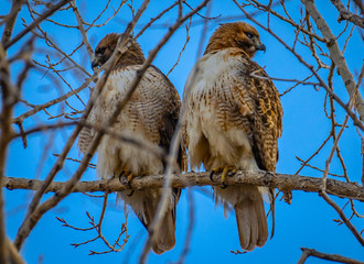 Two Red-tailed Hawk perching.