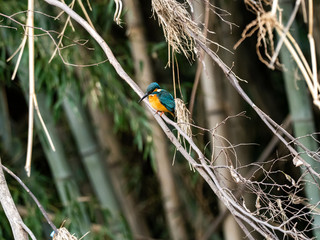 Colorful common kingfisher by the Tama River 1