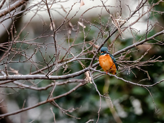 Colorful common kingfisher by the Tama River 9