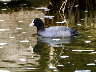 Black Eurasian coot swimming in a river 1