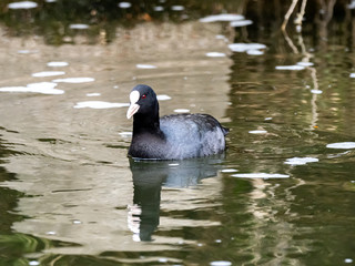 Black Eurasian coot swimming in a river 2