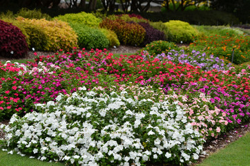 Fototapeta premium flowers in the garden