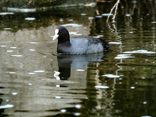 Black Eurasian coot swimming in a river 3