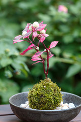 苔盆栽　和風イメージ