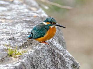 Kingfisher on a Tama River bridge 6