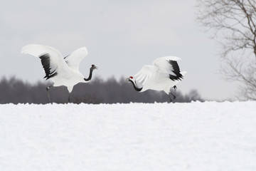 Red-crowned cranes dancing in Tsurui village