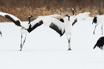 Obraz premium Red-crowned cranes dancing in Tsurui village