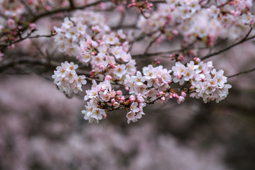 桜の花　春イメージ