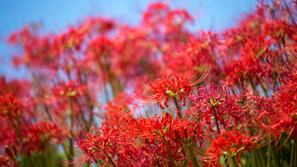 彼岸花　秋イメージ