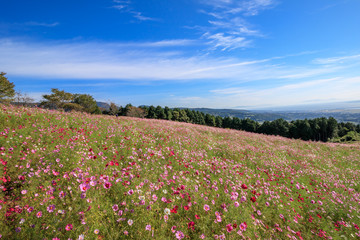 コスモスの花　秋イメージ