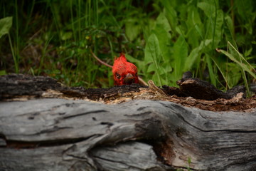 Pájaro carpintero Magallánico en El Chaltén, Argentina