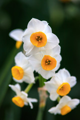 水仙の花　初春イメージ