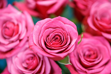 バラの花と水滴