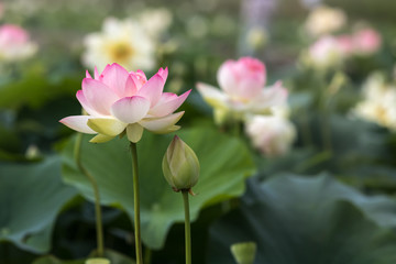 Obraz premium 蓮の花