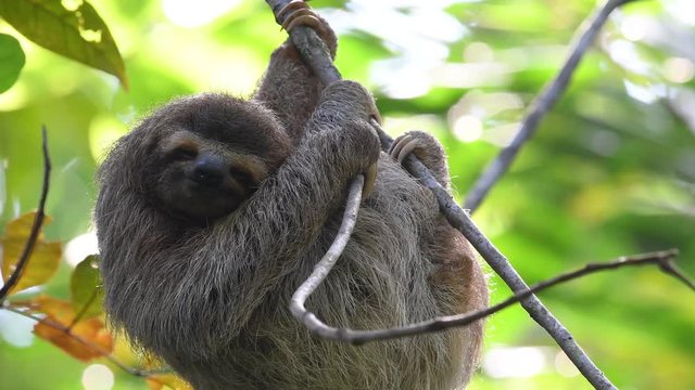 Sloth in Costa Rica Video Clip in 4k