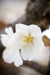 桜の花　春イメージ