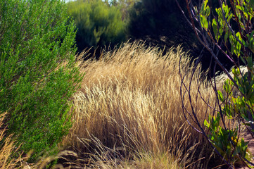 Australian Arid Lands Botanic Garden, Port Augusta, South Australia, Australia