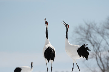 Red-crowned cranes whooping in Tsurui village