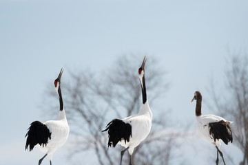 Red-crowned cranes whooping in Tsurui village